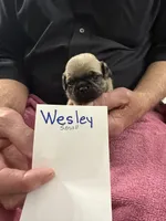 Wesley, a male Pug for sale in Lexington, AL – Photo 1 of 5