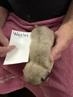 Wesley, a male Pug for sale in Lexington, AL – Photo 5 of 5