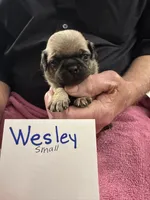 Wesley, a male Pug for sale in Lexington, AL – Photo 4 of 5