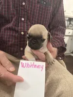 Whitney, a female Pug for sale in Lexington, AL – 2 of 3