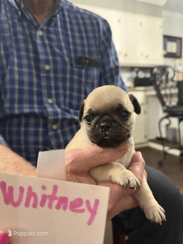Whitney  – Pug puppy for sale in Lexington, AL