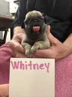 Whitney , a female Pug for sale in Lexington, AL – Photo 3 of 7