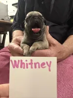 Whitney , a female Pug for sale in Lexington, AL – Photo 2 of 7