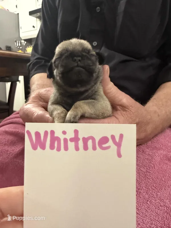 Whitney  – Pug puppy for sale in Lexington, AL