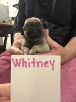 Whitney , a female Pug for sale in Lexington, AL – Photo 1 of 7