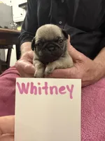 Whitney , a female Pug for sale in Lexington, AL – Photo 5 of 7