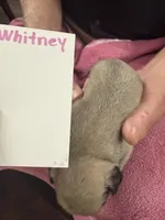 Whitney , a female Pug for sale in Lexington, AL – Photo 7 of 7