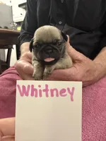 Whitney , a female Pug for sale in Lexington, AL – Photo 4 of 7