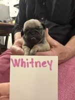 Whitney , a female Pug for sale in Lexington, AL – Photo 6 of 7
