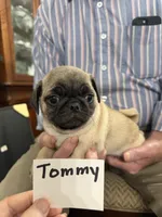 Tommy, a male Pug for sale in Lexington, AL – 8 of 9