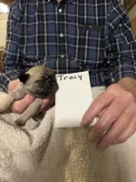 Tracy , a male Pug for sale in Lexington, AL – 7 of 8