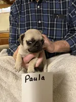 Paula, a female Pug for sale in Lexington, AL – 7 of 8