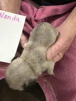 Wanda, a female Pug for sale in Lexington, AL – Photo 5 of 6