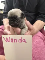 Wanda, a female Pug for sale in Lexington, AL – Photo 2 of 6