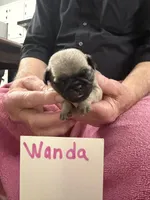 Wanda, a female Pug for sale in Lexington, AL – Photo 6 of 6