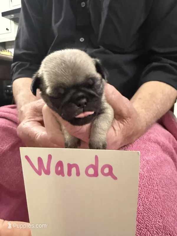 Wanda – Pug puppy for sale in Lexington, AL
