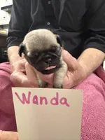 Wanda, a female Pug for sale in Lexington, AL – Photo 1 of 6