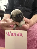 Wanda, a female Pug for sale in Lexington, AL – Photo 3 of 6