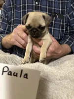 Paula, a female Pug for sale in Lexington, AL – 6 of 8