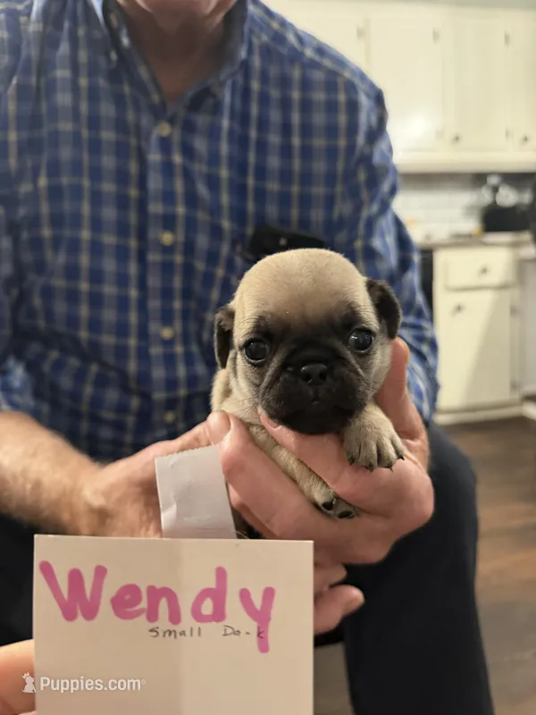 Wendy – Pug puppy for sale in Lexington, AL