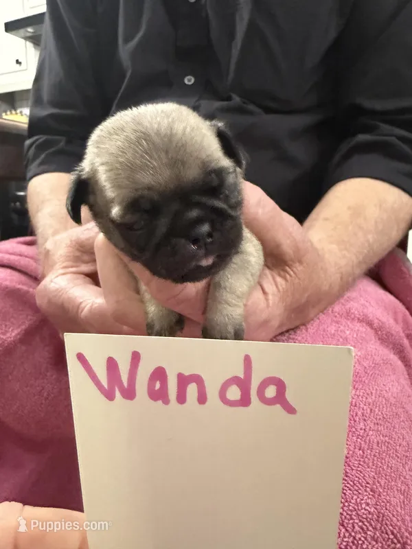 Wendy – Pug puppy for sale in Lexington, AL