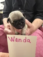 Wendy, a female Pug for sale in Lexington, AL – Photo 1 of 6