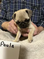 Paula, a female Pug for sale in Lexington, AL – 3 of 8