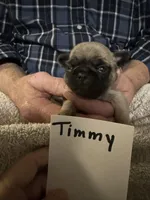Timmy, a male Pug for sale in Lexington, AL – 6 of 9