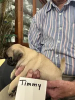 Timmy, a male Pug for sale in Lexington, AL – 4 of 8