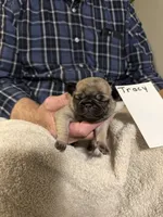 Tracy , a male Pug for sale in Lexington, AL – 5 of 8