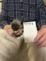 Tracy , a male Pug for sale in Lexington, AL – 3 of 8