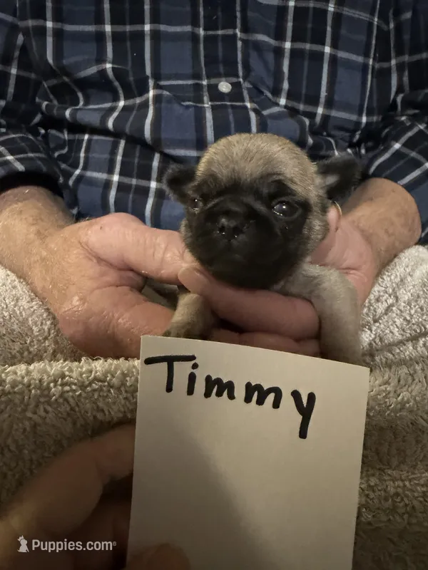 Timmy – Pug puppy for sale in Lexington, AL