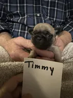 Timmy, a male Pug for sale in Lexington, AL – 1 of 9