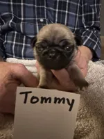 Tommy, a male Pug for sale in Lexington, AL – 1 of 10