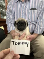 Tommy, a male Pug for sale in Lexington, AL – 3 of 9