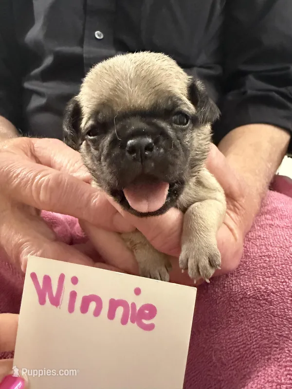 Winnie – Pug puppy for sale in Lexington, AL