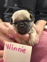Winnie, a female Pug for sale in Lexington, AL – Photo 2 of 6