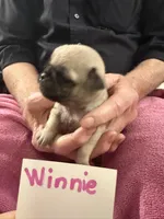 Winnie, a female Pug for sale in Lexington, AL – Photo 6 of 6