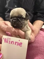 Winnie, a female Pug for sale in Lexington, AL – Photo 4 of 6