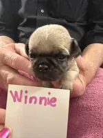 Winnie, a female Pug for sale in Lexington, AL – Photo 5 of 6