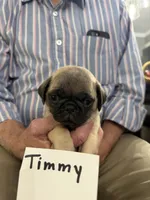 Timmy, a male Pug for sale in Lexington, AL – 7 of 8