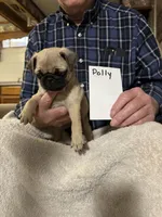 Polly, a female Pug for sale in Lexington, AL – 7 of 9