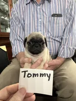 Tommy, a male Pug for sale in Lexington, AL – 1 of 9