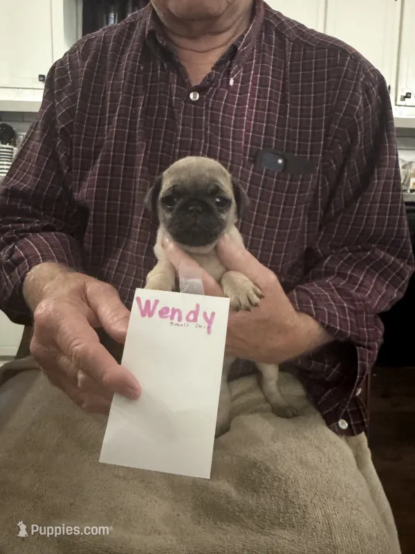 Wendy – Pug puppy for sale in Lexington, AL