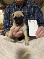 Polly, a female Pug for sale in Lexington, AL – 9 of 9