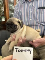 Tommy, a male Pug for sale in Lexington, AL – 2 of 9