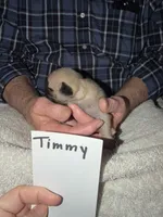 Timmy, a male Pug for sale in Lexington, AL – 5 of 9