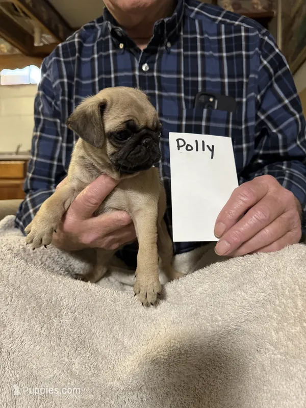 Polly – Pug puppy for sale in Lexington, AL