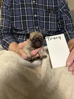 Tracy , a male Pug for sale in Lexington, AL – 4 of 8