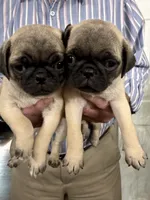 Timmy, a male Pug for sale in Lexington, AL – 6 of 8